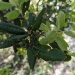 Quercus ilex Lapas