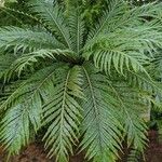 Blechnum gibbum Habit