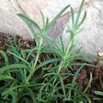 Delosperma cooperi Foglia