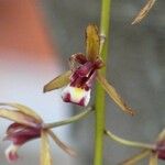 Dendrobium munificum Flor