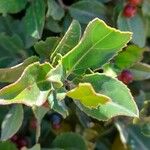 Rhamnus alaternus পাতা