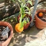 Citrus × aurantium Fulla