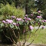 Rhododendron kesangiae Yeri