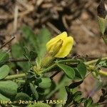 Chamaecytisus triflorus Anders