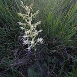 Habenaria helicoplectrum Habit