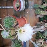 Echinopsis oxygona Λουλούδι