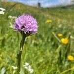 Traunsteinera globosa Flor