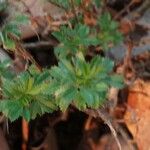 Ononis striata Leaf