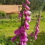 Digitalis purpureaÇiçek