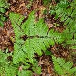 Botrychium virginianum 葉
