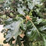 Quercus garryana Hoja
