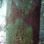 Richeria grandis Bark