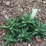 Haworthia limifolia Leaf