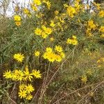 Helianthus angustifolius Habitus