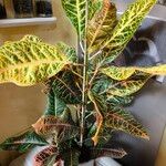 Codiaeum variegatum برگ