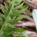 Pteris similis Hostoa