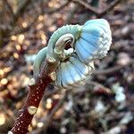 Edgeworthia tomentosa autre