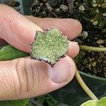 Dorstenia elata Кветка