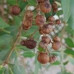 Lawsonia inermis Fruit