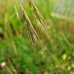 Bromus sterilis Frukt