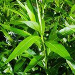 Amsonia tabernaemontana Лист