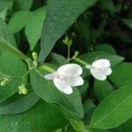 Hydrangea chinensis Hábitos