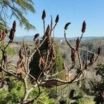 Rhus typhina Staniste