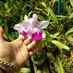 Cattleya intermedia 花