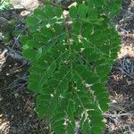 Albizia guachapele Blatt