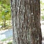 Carya glabra 樹皮