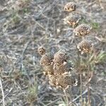 Monarda citriodora花