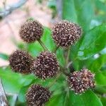 Breonia havilandiana Flor