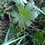 Geranium palustreLevél