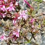 Valeriana lecoqii Flower