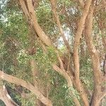 Ficus religiosa برگ