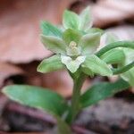 Epipactis exilis Flower