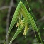 Avena fatua Flor