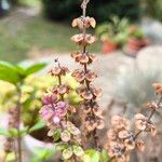 Ocimum kilimandscharicum Flower