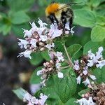 Origanum vulgare ফুল