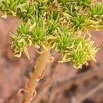 Petrosedum sediforme Цветок