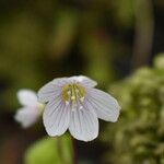 Oxalis montana Flor