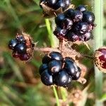 Rubus nigricans Frucht