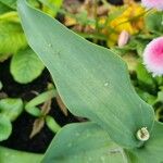 Tulipa clusiana Leaf