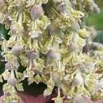 Garrya elliptica Çiçek
