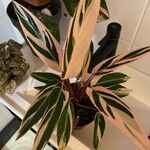 Stromanthe sellowiana ഇല