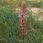 Orobanche crenata Fiore