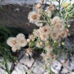 Erigeron bonariensis L.Ovoce