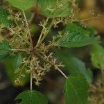 Laportea interrupta 花