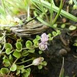 Lysimachia tenella Buveinė