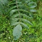 Rhus glabra Blad